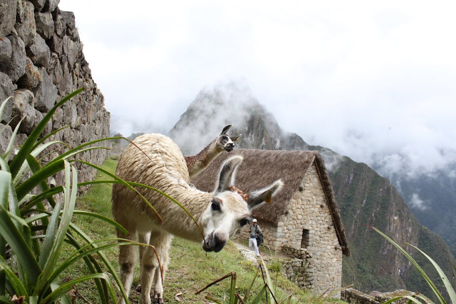 Галопом по перуанским Андам