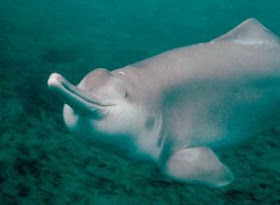 Baiji River Dolphin