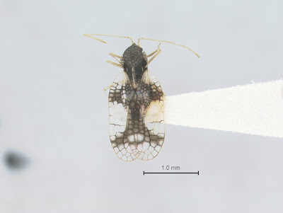 Stephanitis takeyai
