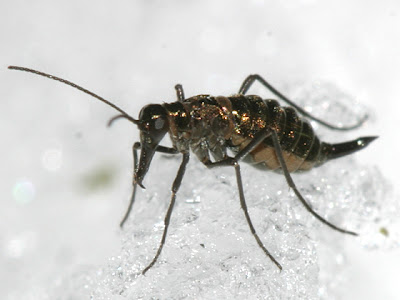 snow flea on snow