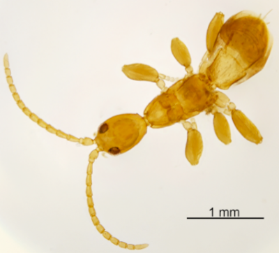 mystery wasp