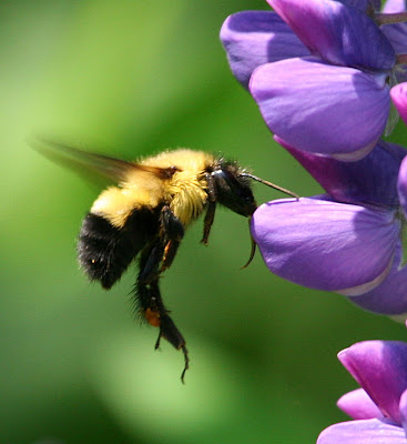bumble bee in flight