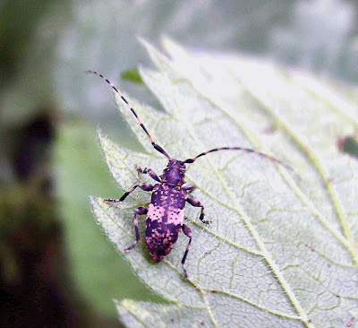 Leiopus beetle in action