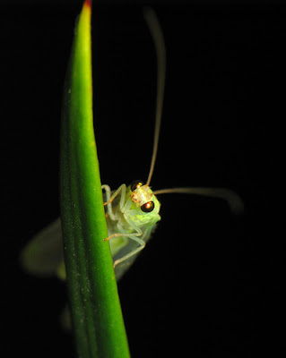 green lacewing