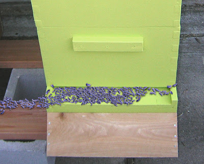 springtails emerging from a bee hive