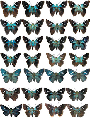 similar looking skipper butterflies