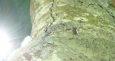 cicada on tree