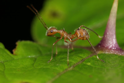 true bug mimicking an ant