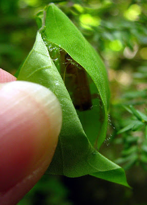 carolina leaf roller