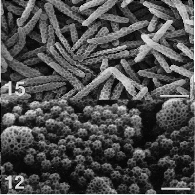 brochosomes