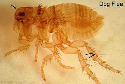 Ctenocephalides canis, dog flea