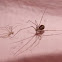 House spider