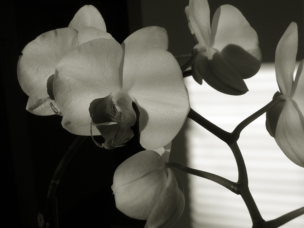 [498 orquídea[5].jpg]