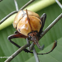 Escarabajo rinoceronte - Rhinoceros Beetle