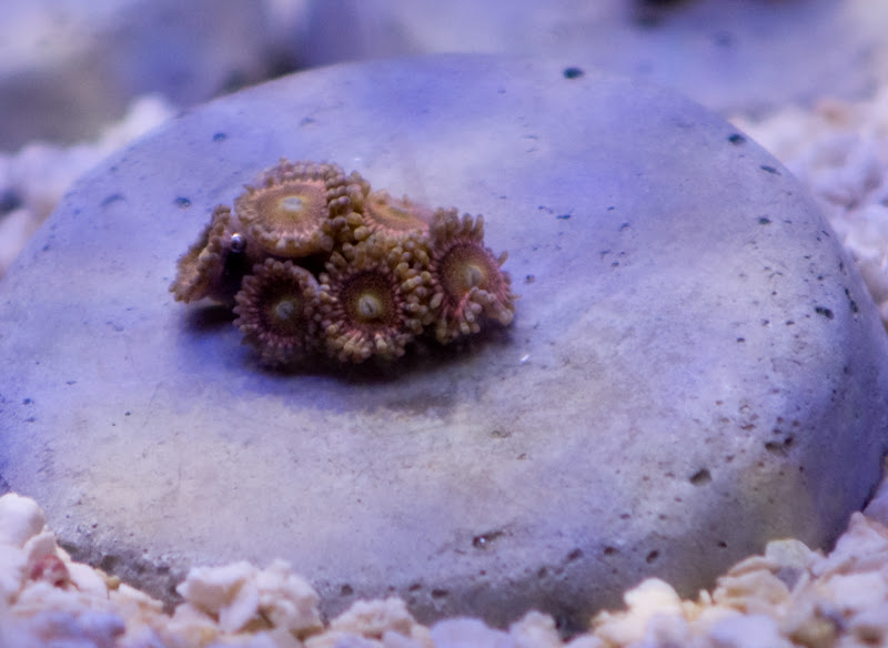 Mohawks - What are you bringing to the MMMC swap on 1/31?