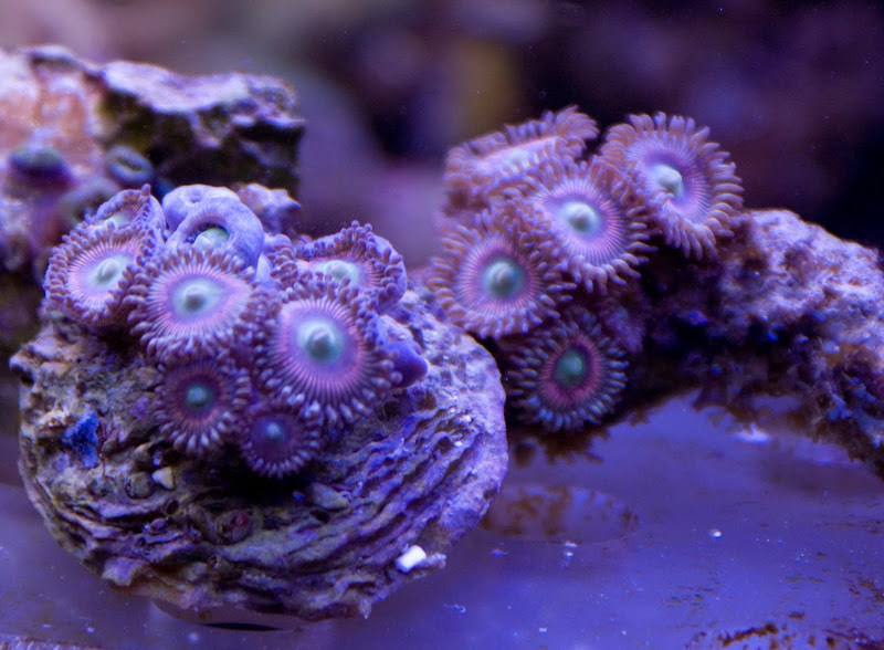 DSC04009 - Coral for sale