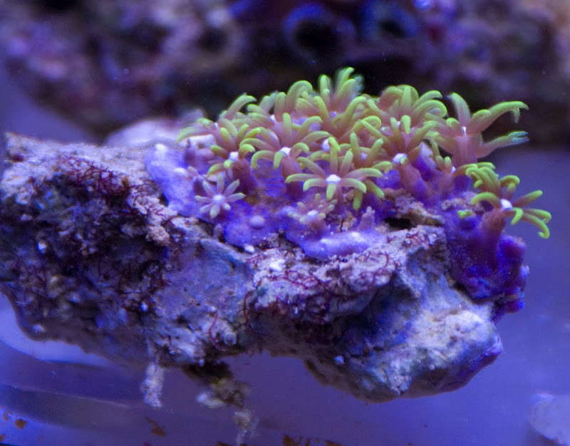DSC04010 - Coral for sale