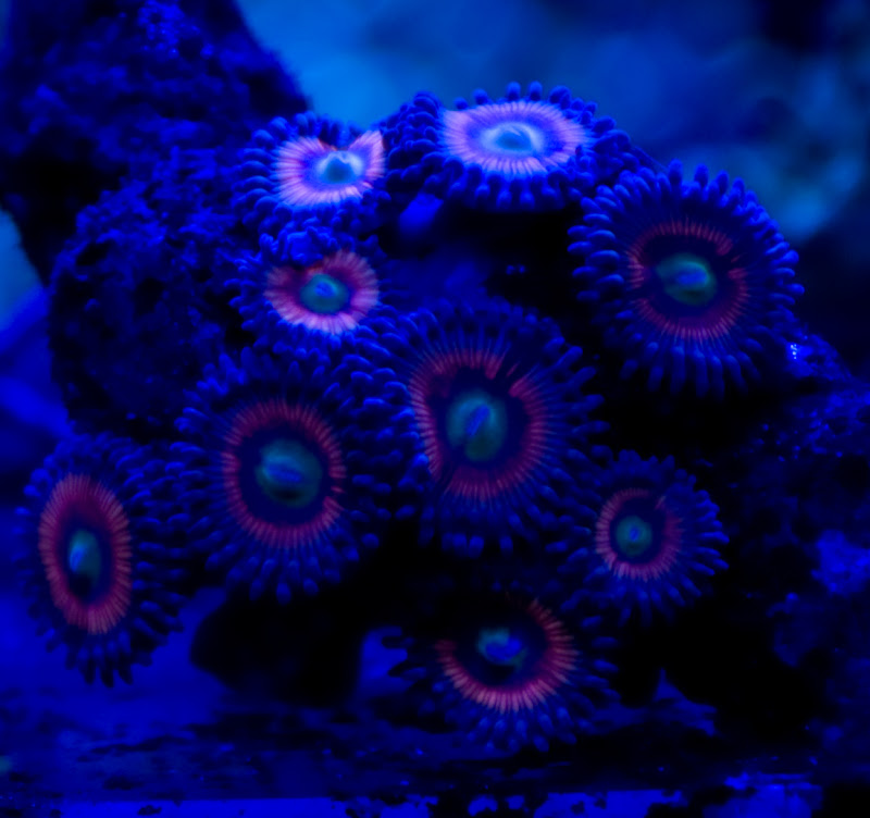 DSC04675 - Frags for sale