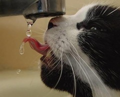 cat_drinking_water_01
