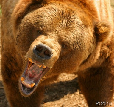الدب المتوحش Bear-attack-4_thumb%5B1%5D