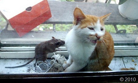 [friendship-cat-mouse[3].jpg]