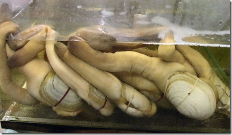 7 Animals With the Longest Life Spans - Geoduck 7 Animals With the Longest Life Spans - Geoduck