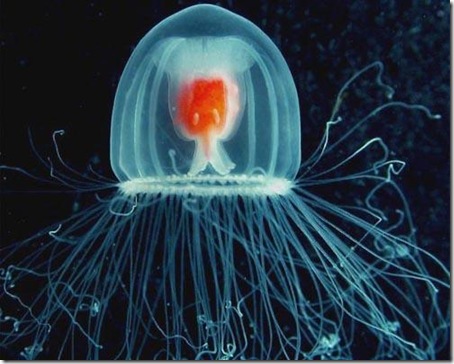 7 Animals With the Longest Life Spans - jellyfish 7 Animals With the Longest Life Spans - jellyfish