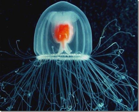 7 Animals With the Longest  Life Spans - jellyfish