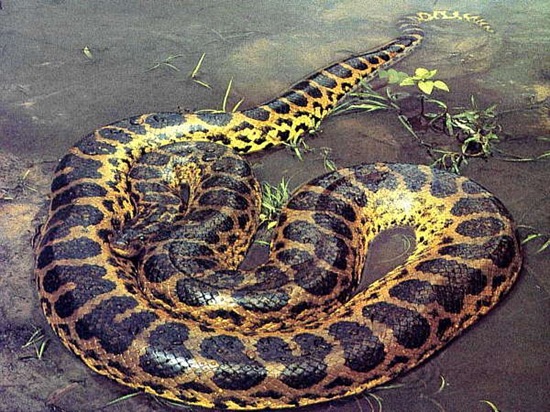 anaconda anaconda