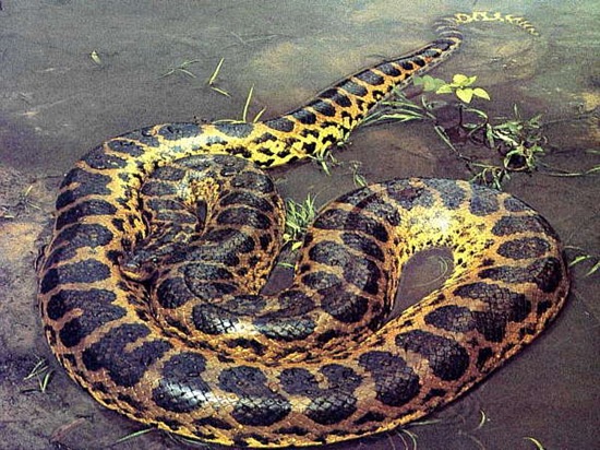 anaconda