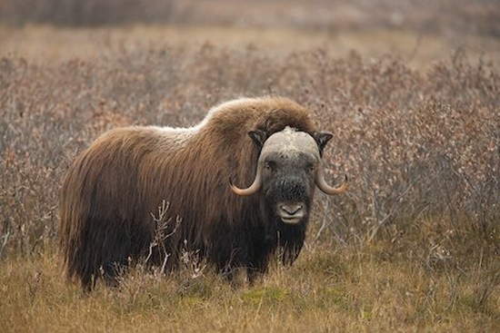 ox ox