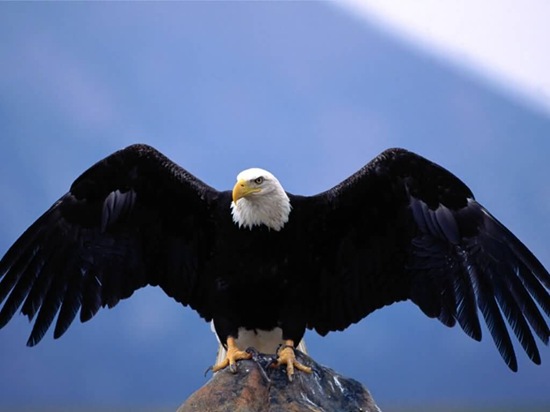 Bald_Eagle-Wingspan