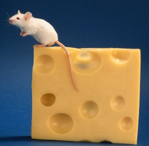 [mouse and cheese[3].jpg]