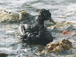 spill_oil1 spill_oil1