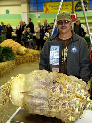 [82.9-pound rutabaga grown by Scott Robb[4].jpg]