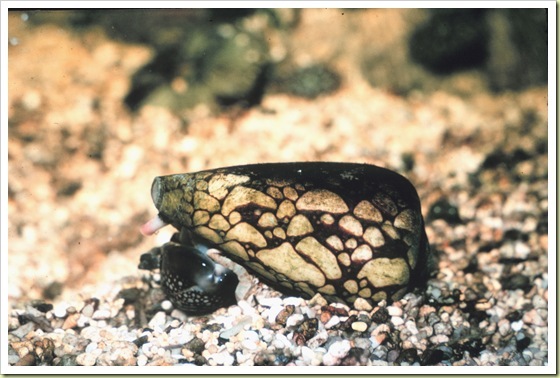 03-most-poisonous-animals-in-the-world-marbled-cone-snail 03-most-poisonous-animals-in-the-world-marbled-cone-snail