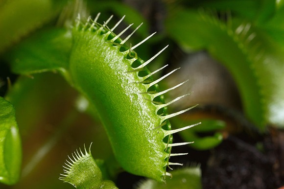 800px-Dionaea_muscipula_closed_cilia 800px-Dionaea_muscipula_closed_cilia