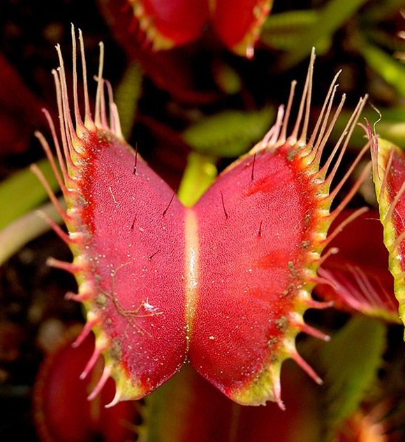 548px-VFT_ne1 548px-VFT_ne1