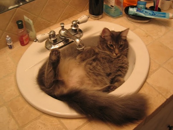 cat in sink 3