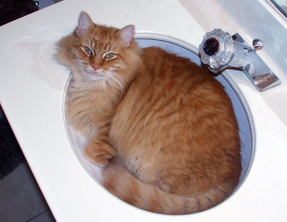 cat in sink 7