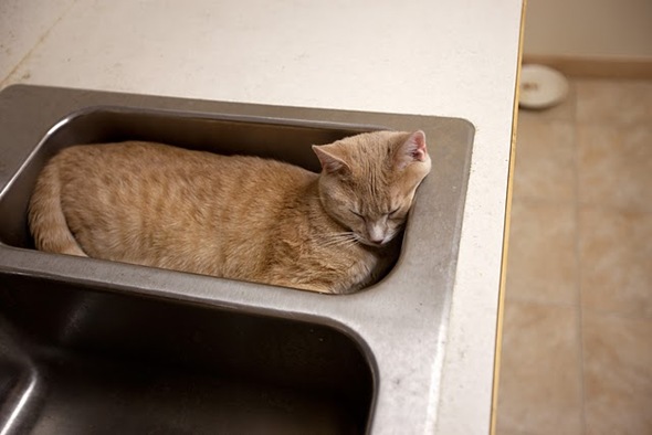 cat in sink 8