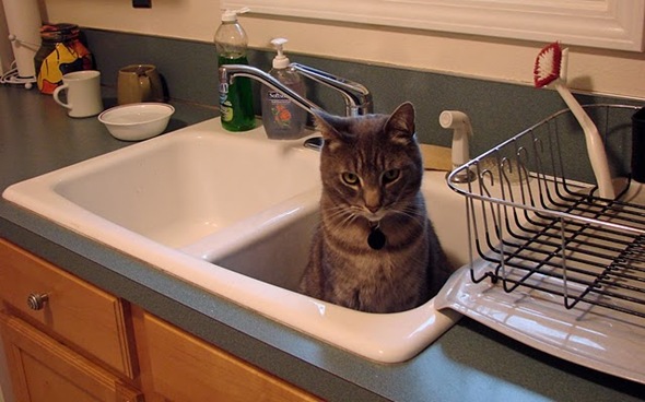 cat in sink 9