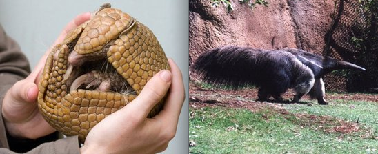 anteater anteater