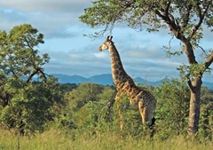 south-africa