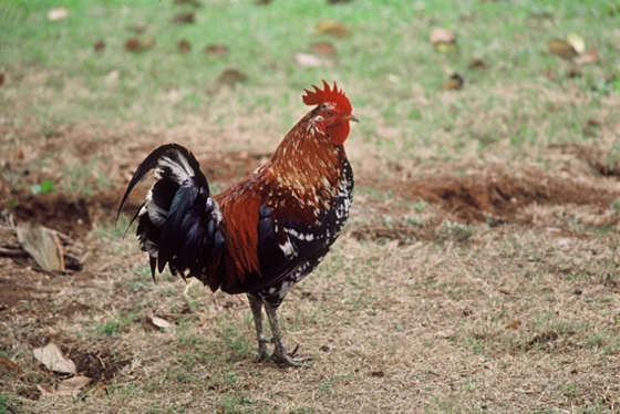 polygamous_red_jungle_fowl