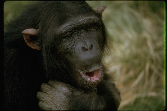 polygamous_chimpanzee