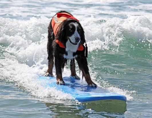 Dogs Surfing at California Beach 13