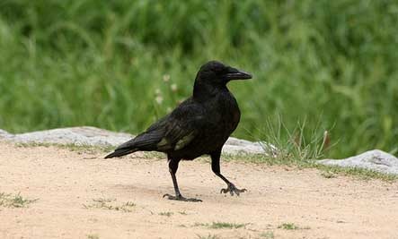 crow-mshades