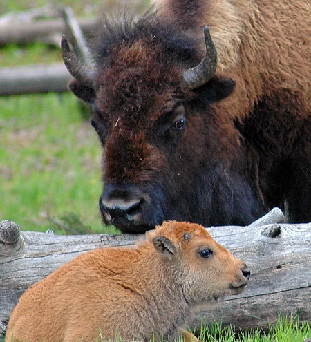 bisoncalfandmother