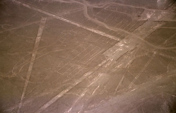 Nazca_pelican